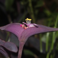 Tradescantia pallida (Rose) D.R.Hunt